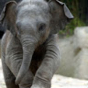 Meet your Posher, Ellie